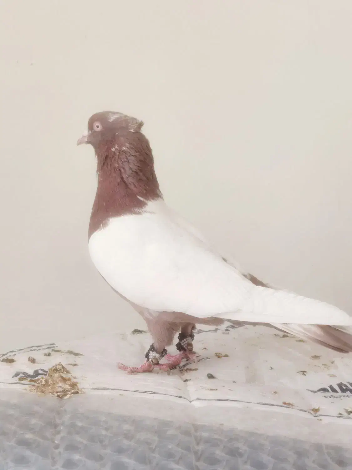 کبوترسینه‌سرخ کل دمی|پرنده|شیراز, شیخ علی چوپان|دیوار