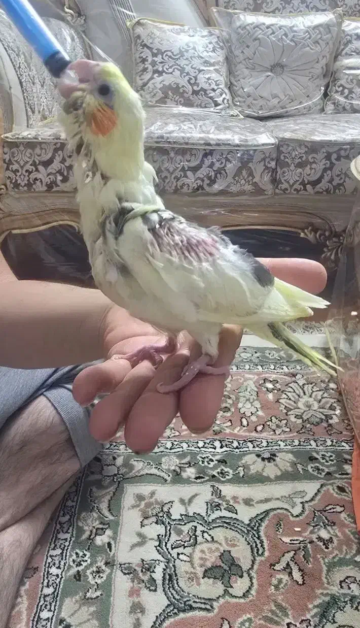 جوجه عروس هلندی|پرنده|تهران, یافت‌آباد|دیوار