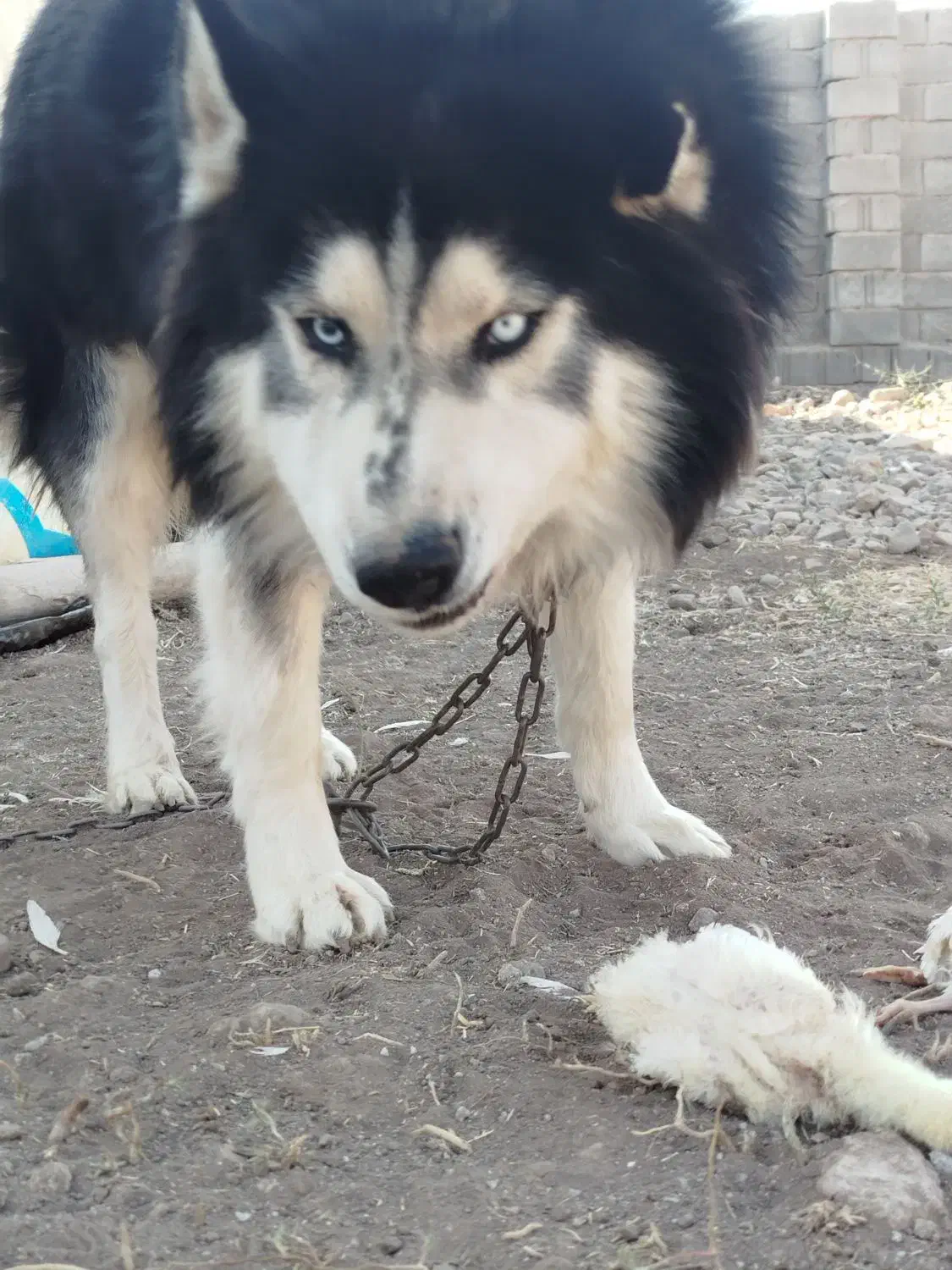 سگ هاسکی|سگ|تیکمه داش, |دیوار