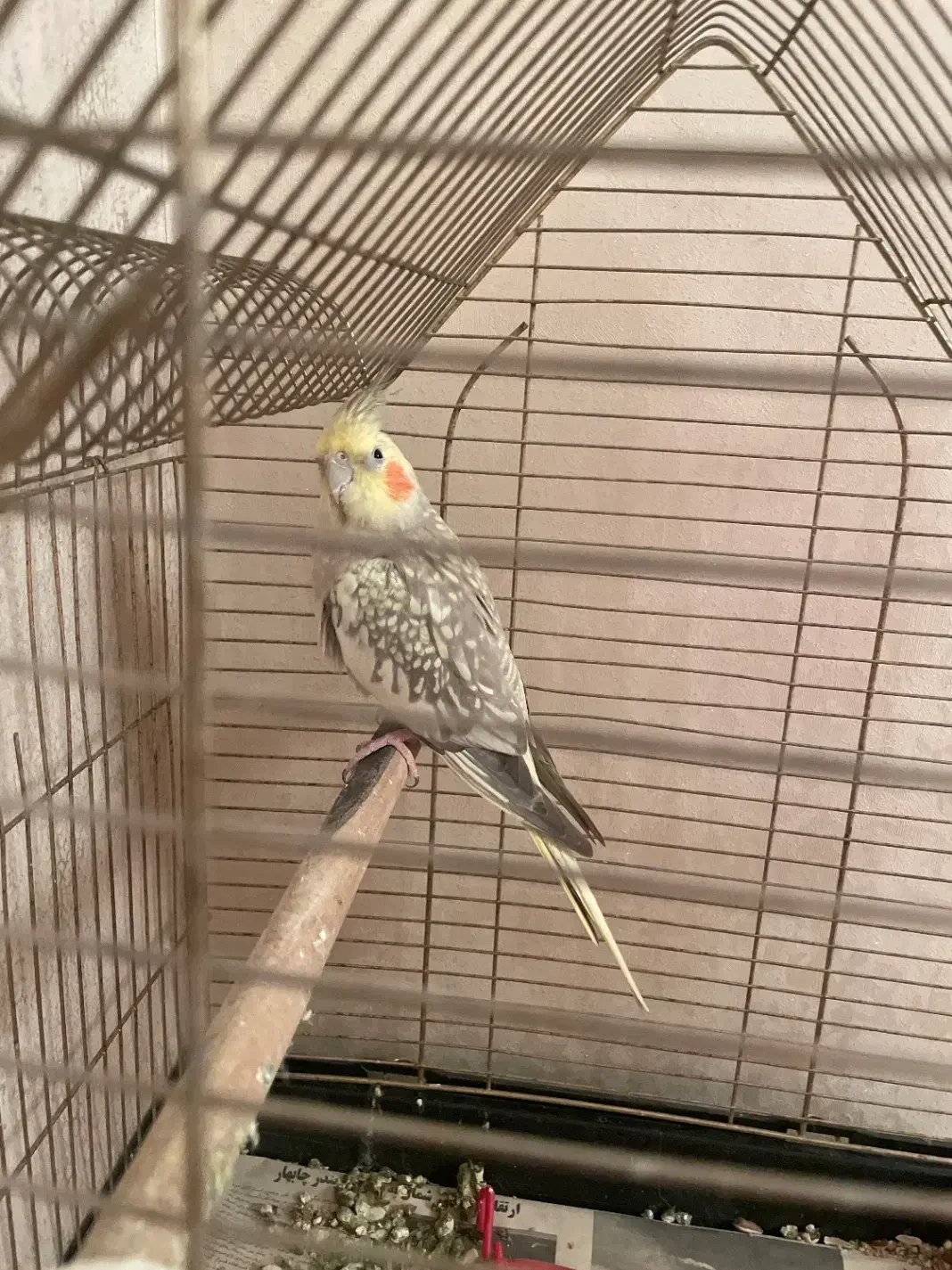 عروس هلندی|پرنده|رشت, نظری|دیوار