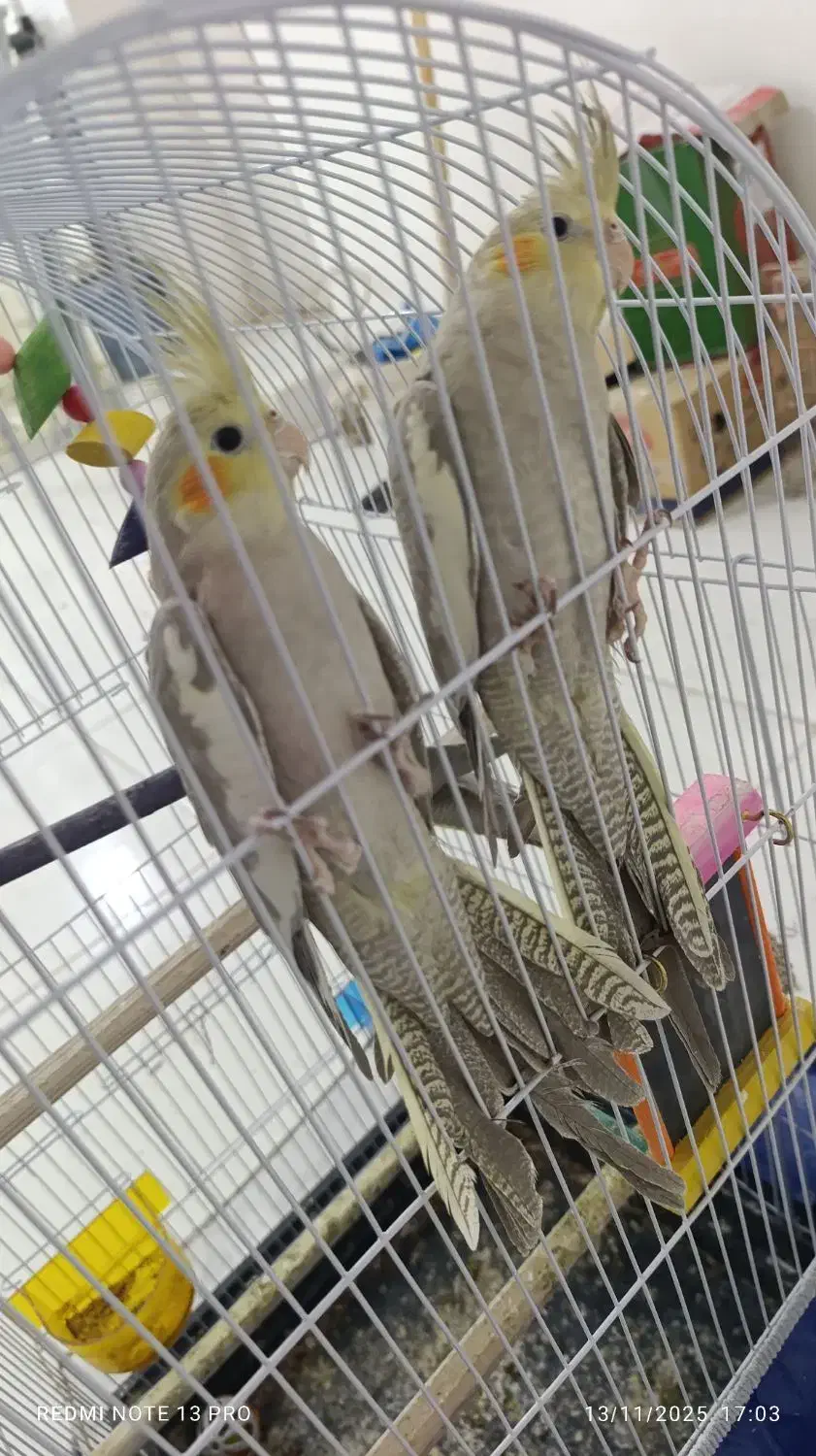 ...|پرنده|تربتحیدریه, کاشانی|دیوار