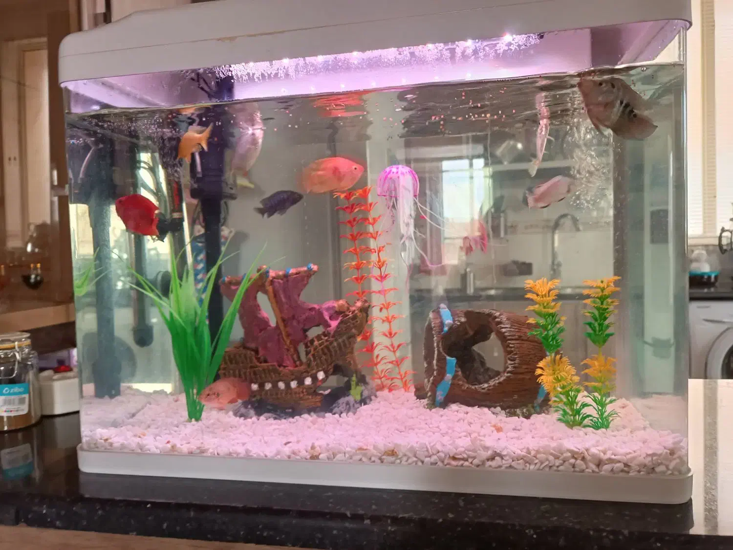 آکواریوم|ماهی|ایلام, |دیوار