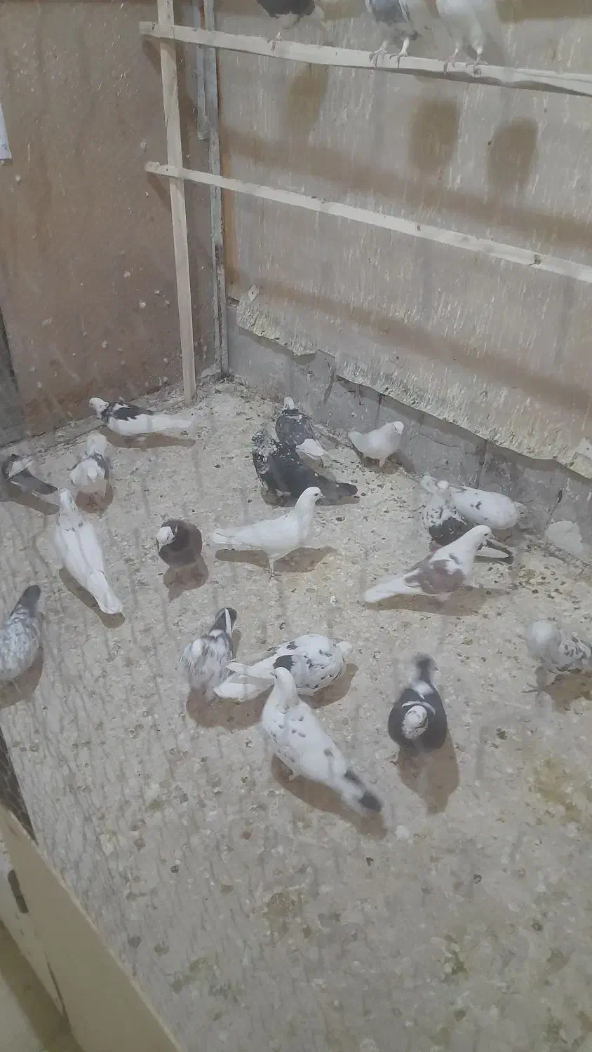 کبوتر پرشی|پرنده|الیگودرز, |دیوار