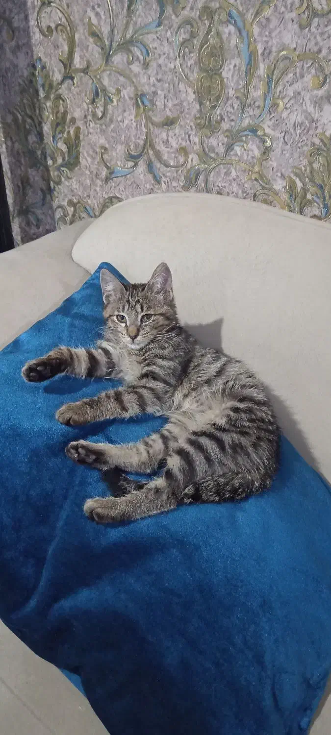 بچه گربه|گربه|کرج, خلج آباد|دیوار