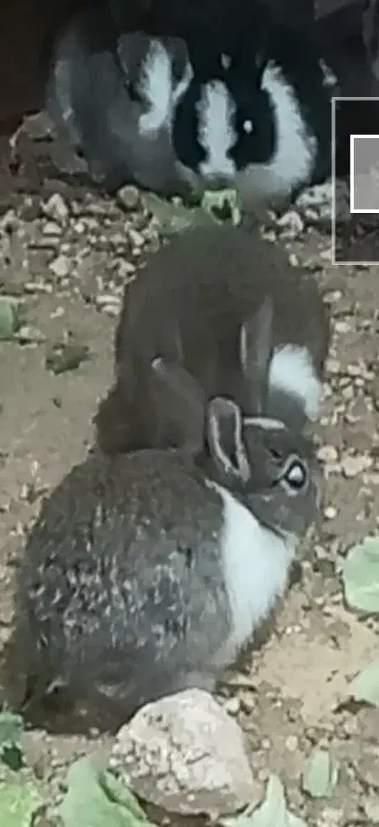 خرگوش|موش و خرگوش|ایذه, |دیوار