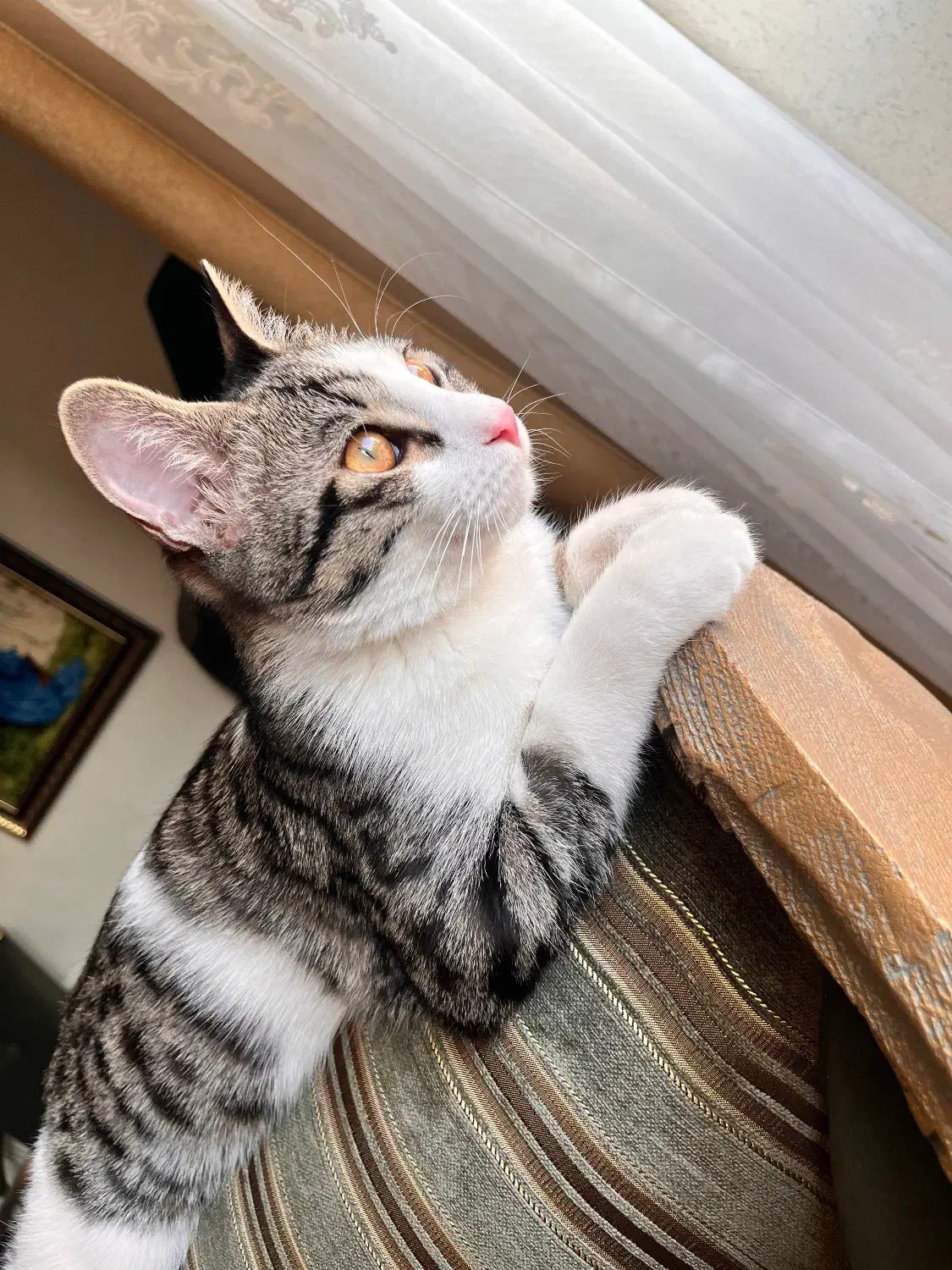 گربه خانگی|گربه|اصفهان, عسگریه|دیوار