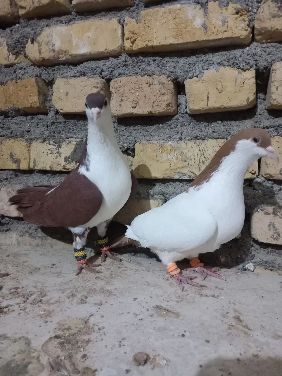 کفتر نرو ماده|پرنده|مه ولات, |دیوار