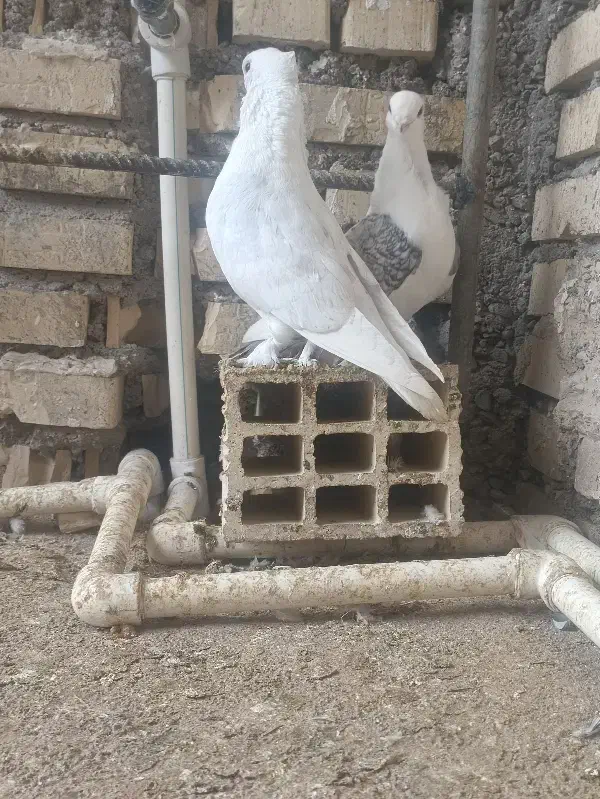 کبوتر زینتی|پرنده|شوشتر, |دیوار