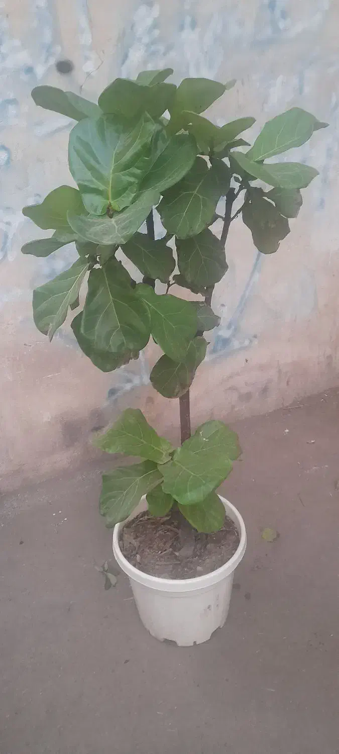 فیکوس لیراتا|گل و گیاه طبیعی|تهران, شکیبا|دیوار