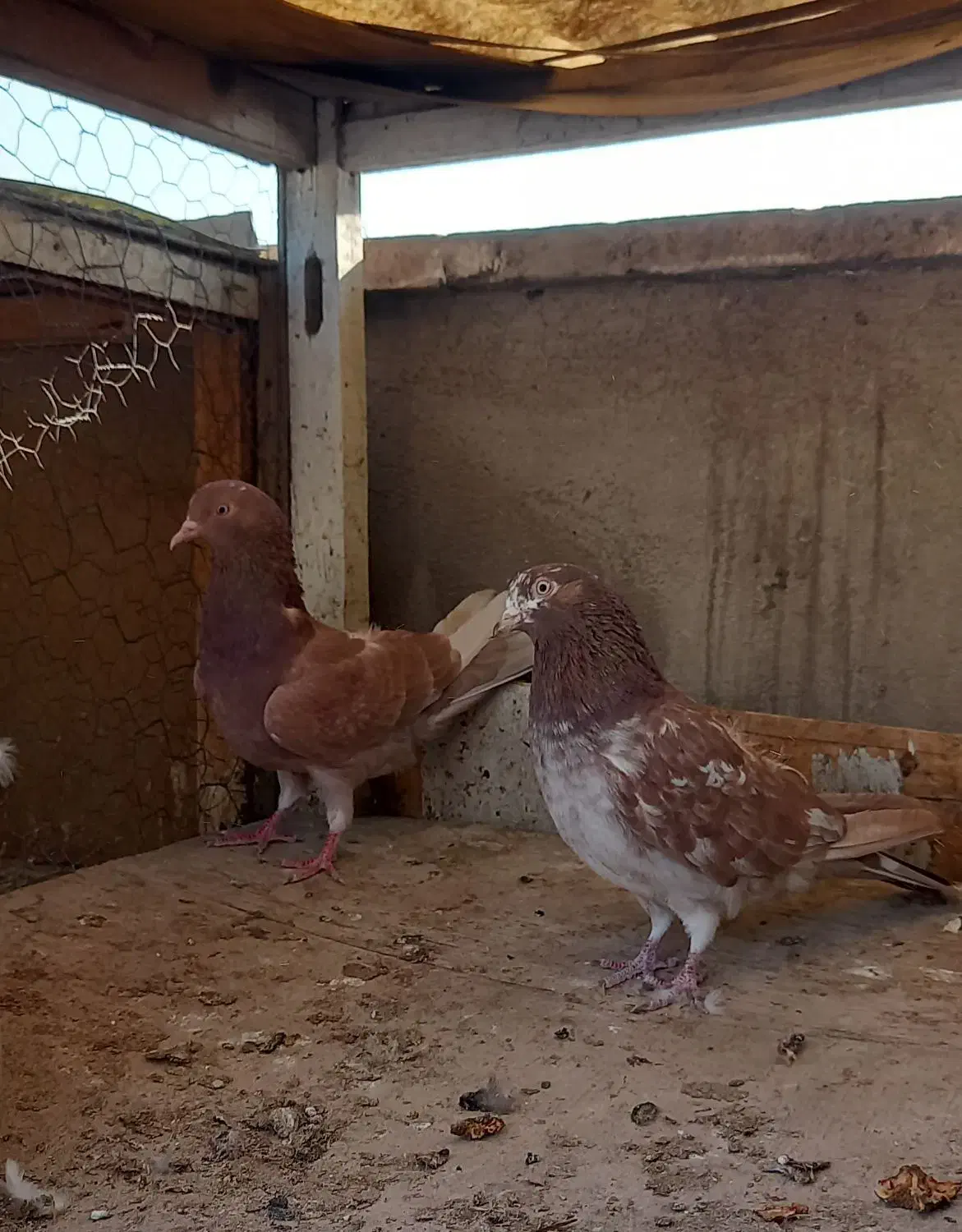 کفتر دوتا ماده انگلیسی|پرنده|ری, سرتخت|دیوار