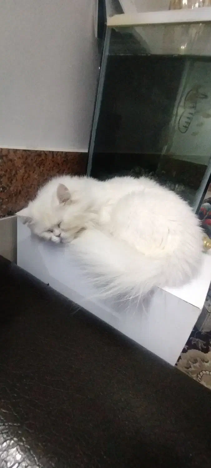 گربه پرشین.|گربه|گرگان, |دیوار