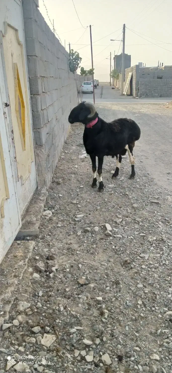 قوچ چینی میش چینی بره قوچ|حیوانات مزرعه|تربت جام, شهرک آزادگان|دیوار
