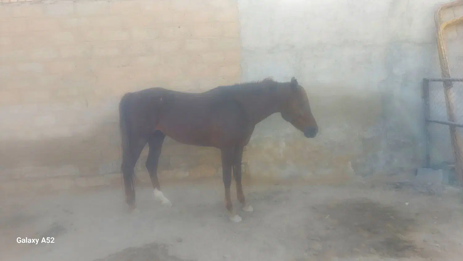 فروش واگذاری اسب عرب اصیل|اسب و تجهیزات اسب‌سواری|رامشیر, |دیوار