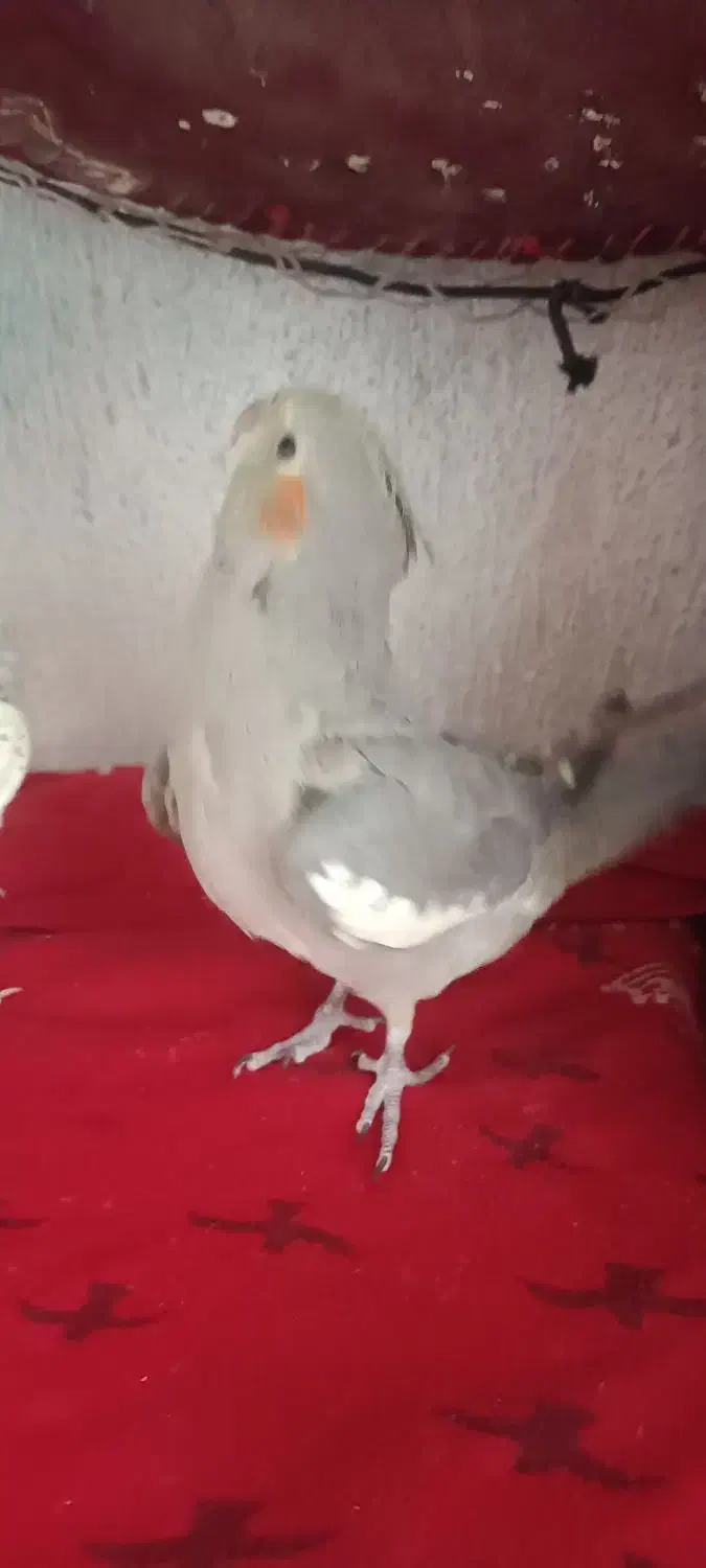 عروس هلندی دو عدد|پرنده|ری, دولت‌آباد|دیوار