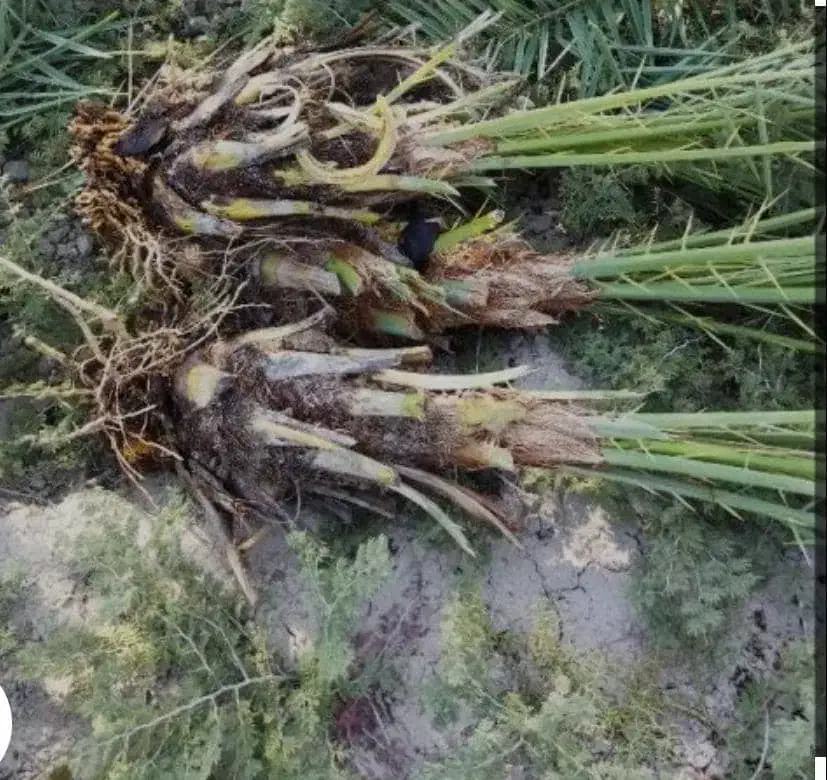 هرس انواع نخل خرما|خدمات باغبانی و درختکاری|اردکان, |دیوار