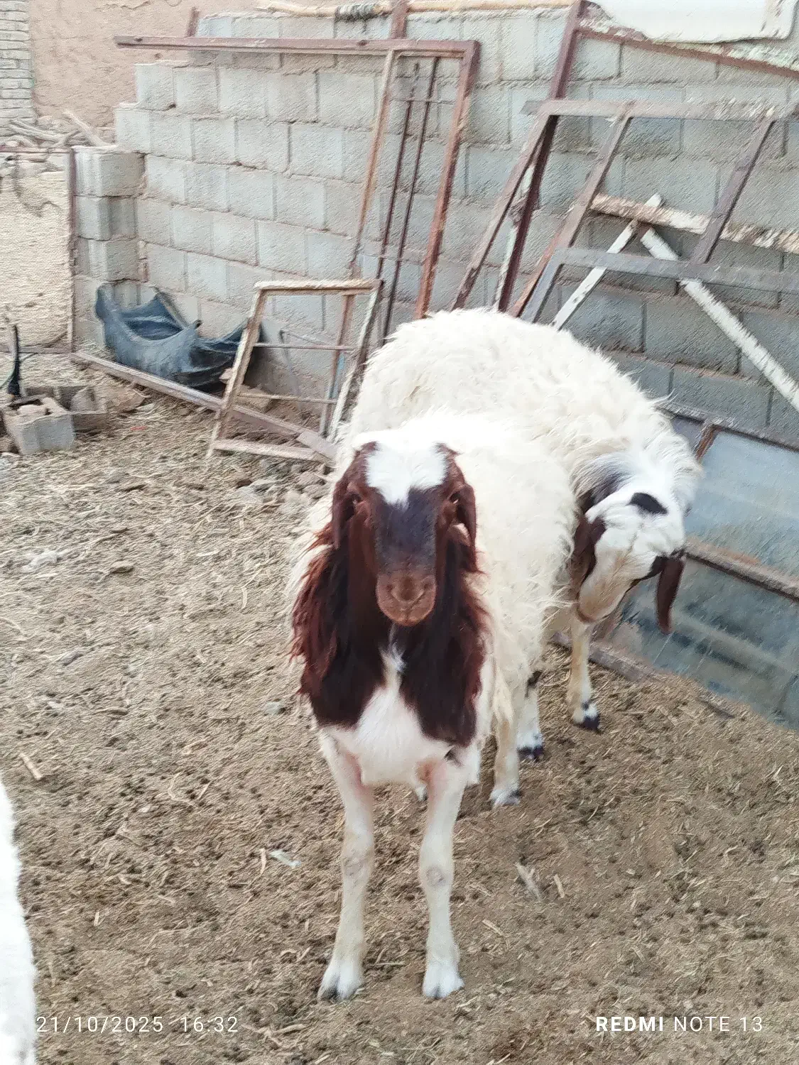 5 راس بره قوچی|حیوانات مزرعه|یونسی, |دیوار