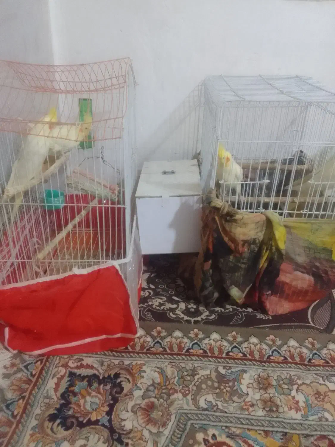 عروس هلندی|پرنده|زبرخان, |دیوار