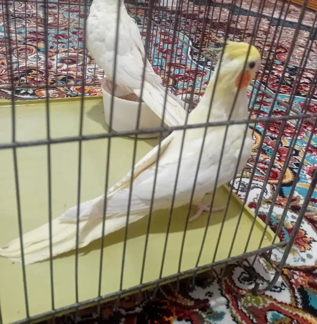 یک جفت عروس هلندی|پرنده|شیراز, باغ تخت|دیوار