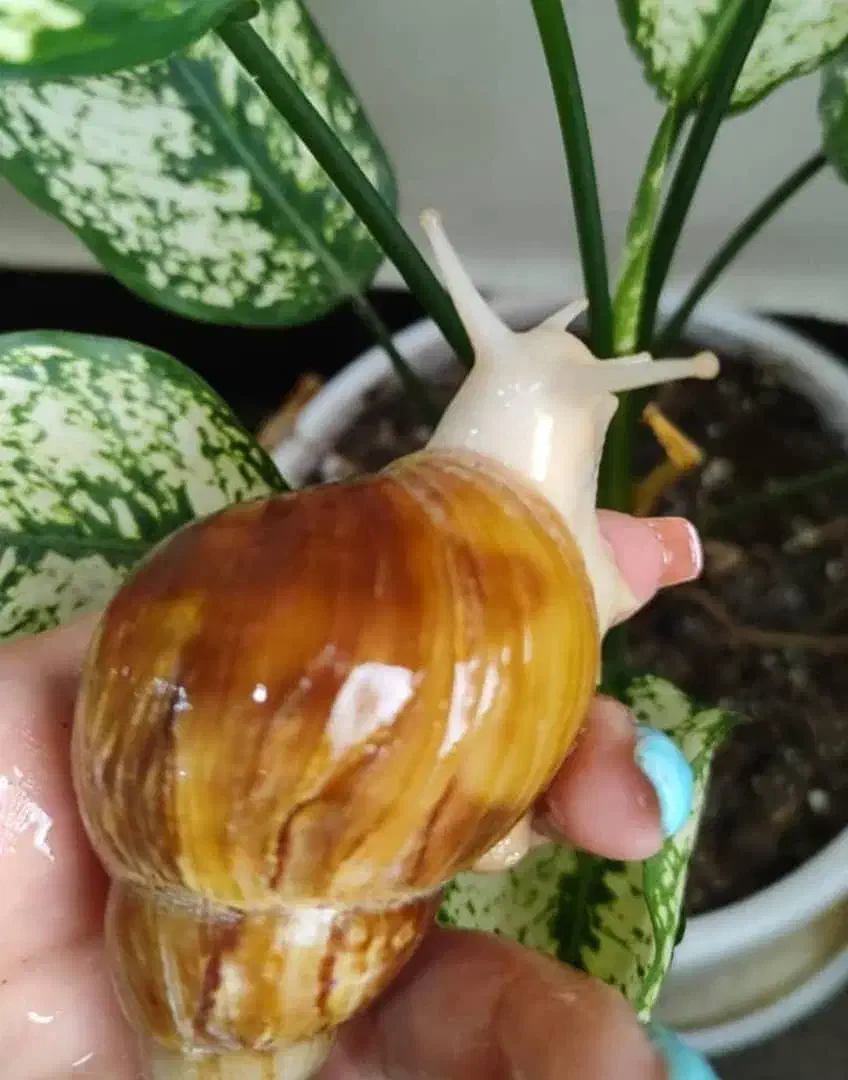 حلزون|خزنده|اهواز, کوی ملی راه|دیوار