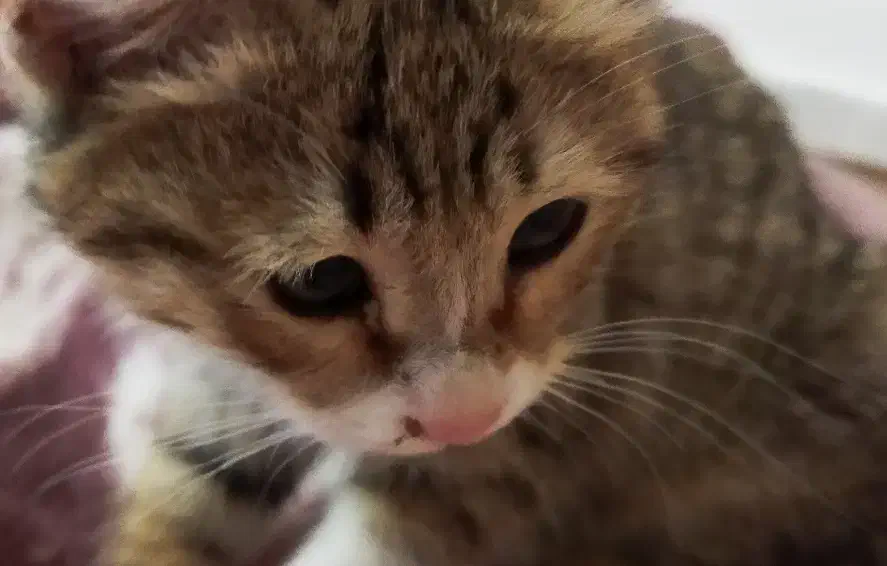 واگذاری بچه گربه|گربه|مشهد, آزادشهر|دیوار