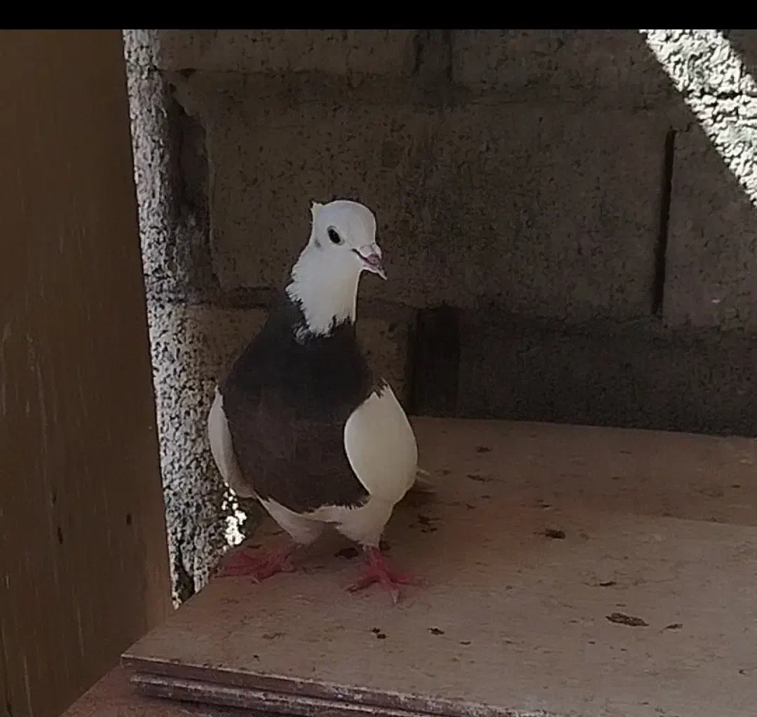 توقی نر وماده|پرنده|حمیدیه, |دیوار