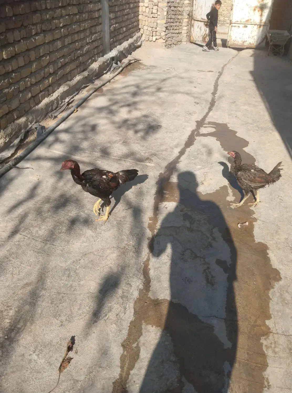 یک جفت لاری و یک جفت غوغاز به فروش می‌رسد|حیوانات مزرعه|تاکستان, |دیوار