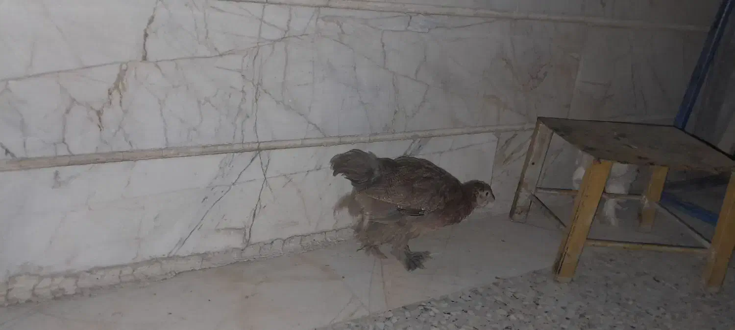 مرغ کاکولی|حیوانات مزرعه|گلستان (تهران), |دیوار