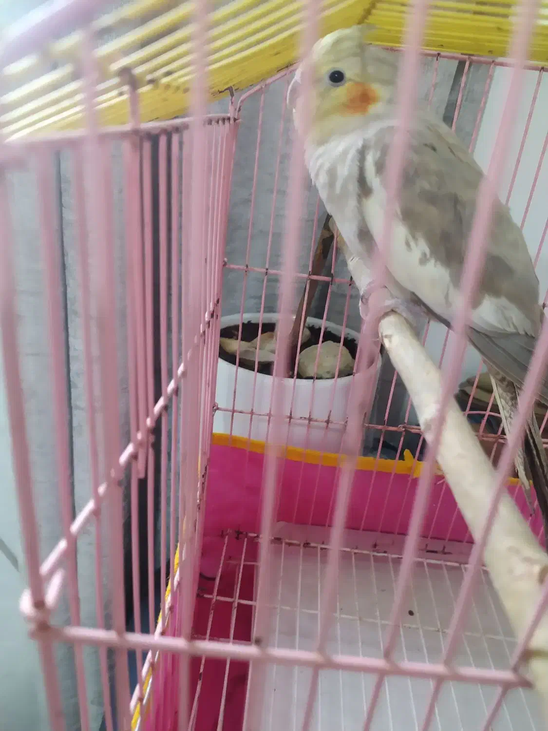 عروس هلندی ماده سالم وسرحال|پرنده|اسلامشهر, شهرک مهدیه|دیوار