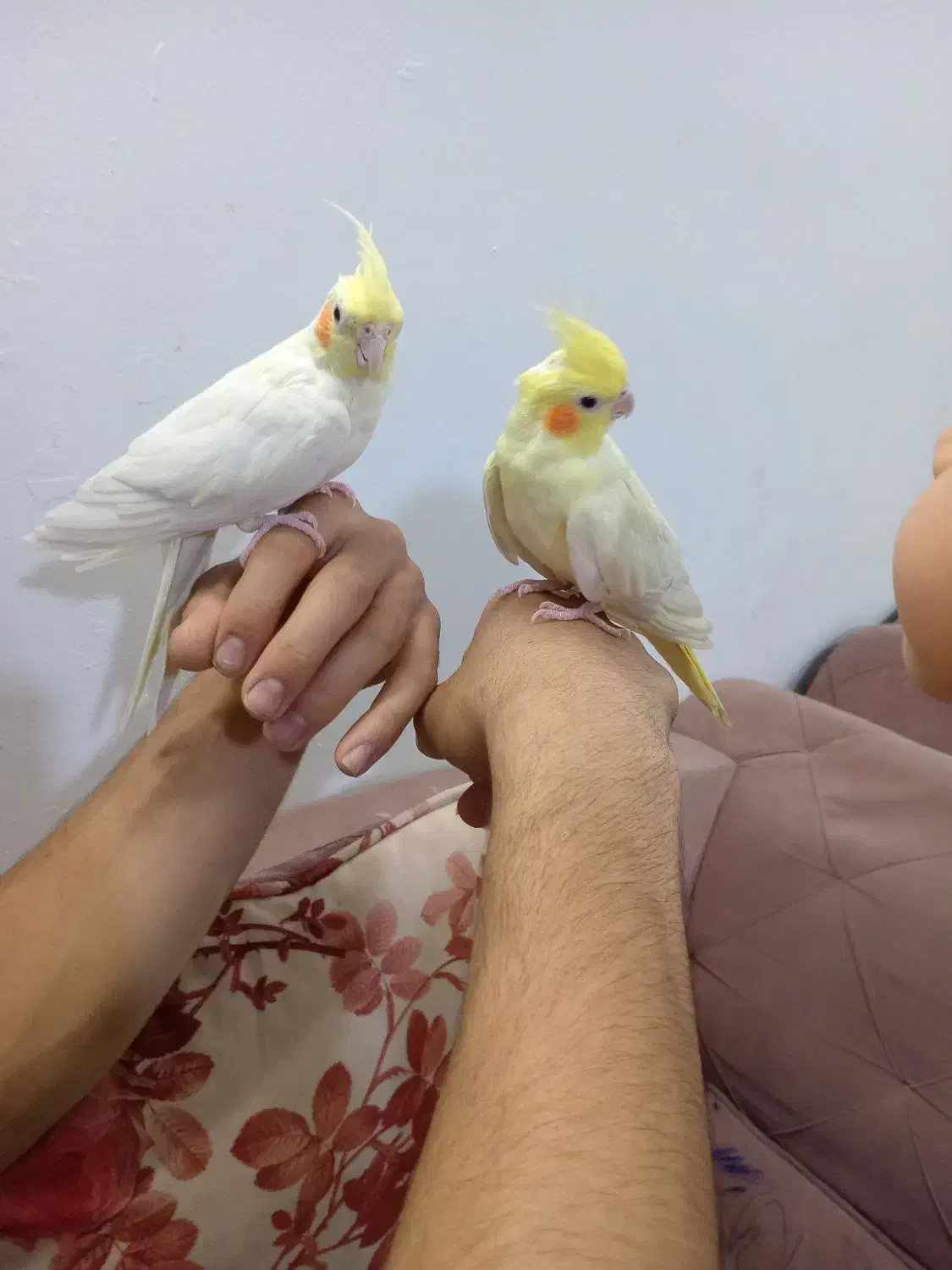 عروس هلندی دستی|پرنده|مشهد, هدایت|دیوار