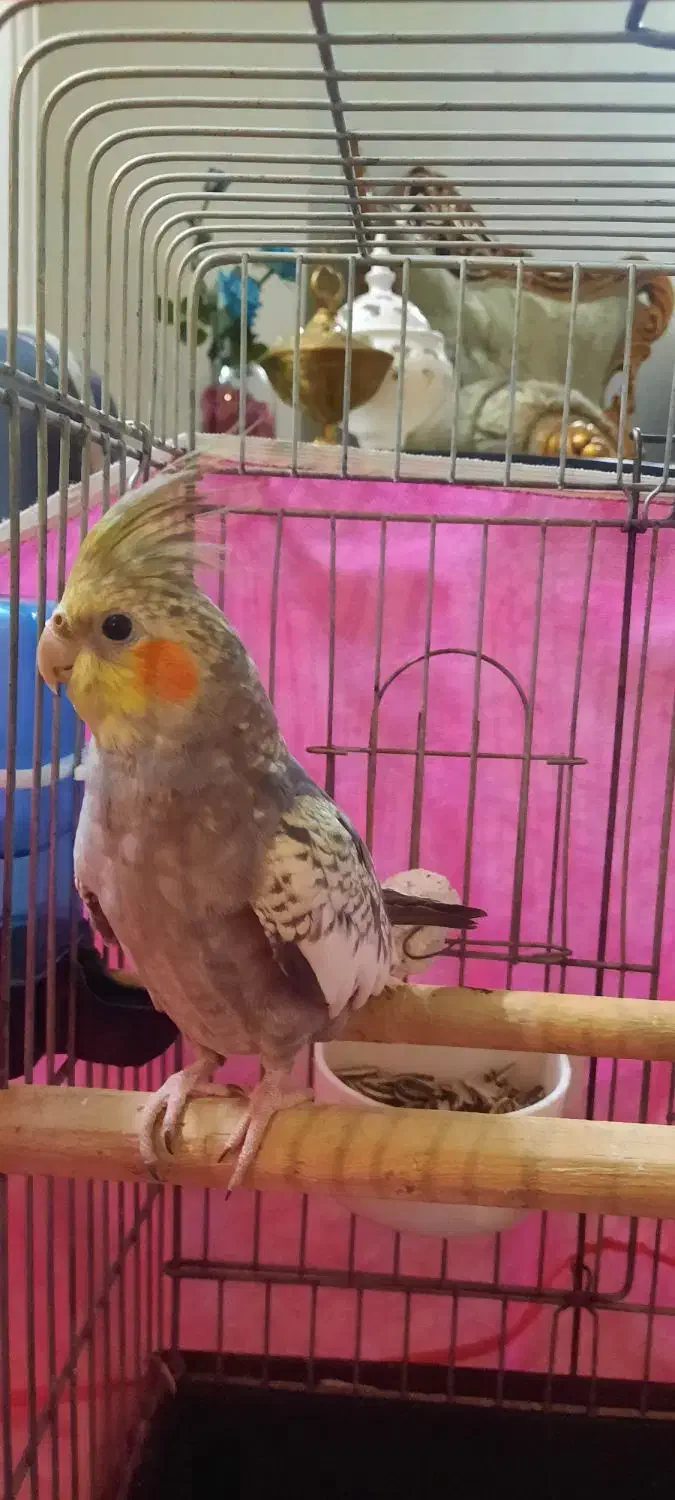 پرنده عروس هلندی|پرنده|قدس, شهرقدس|دیوار