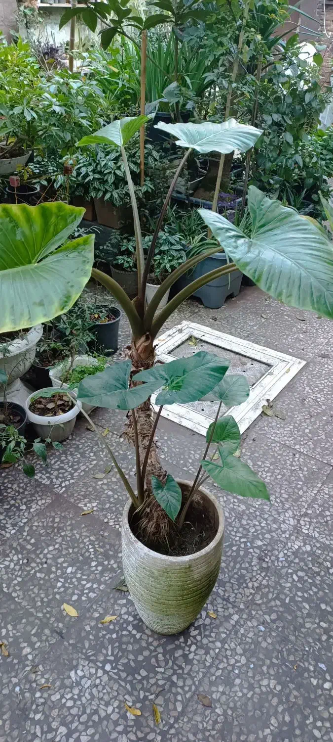 بابا آدم|گل و گیاه طبیعی|لاهیجان, خمیر کلایه|دیوار