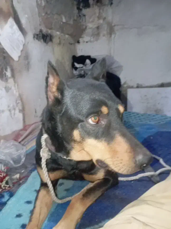 سگ رتوایلر ودوبرمن|سگ|هشتگرد, شهرک وحدت|دیوار