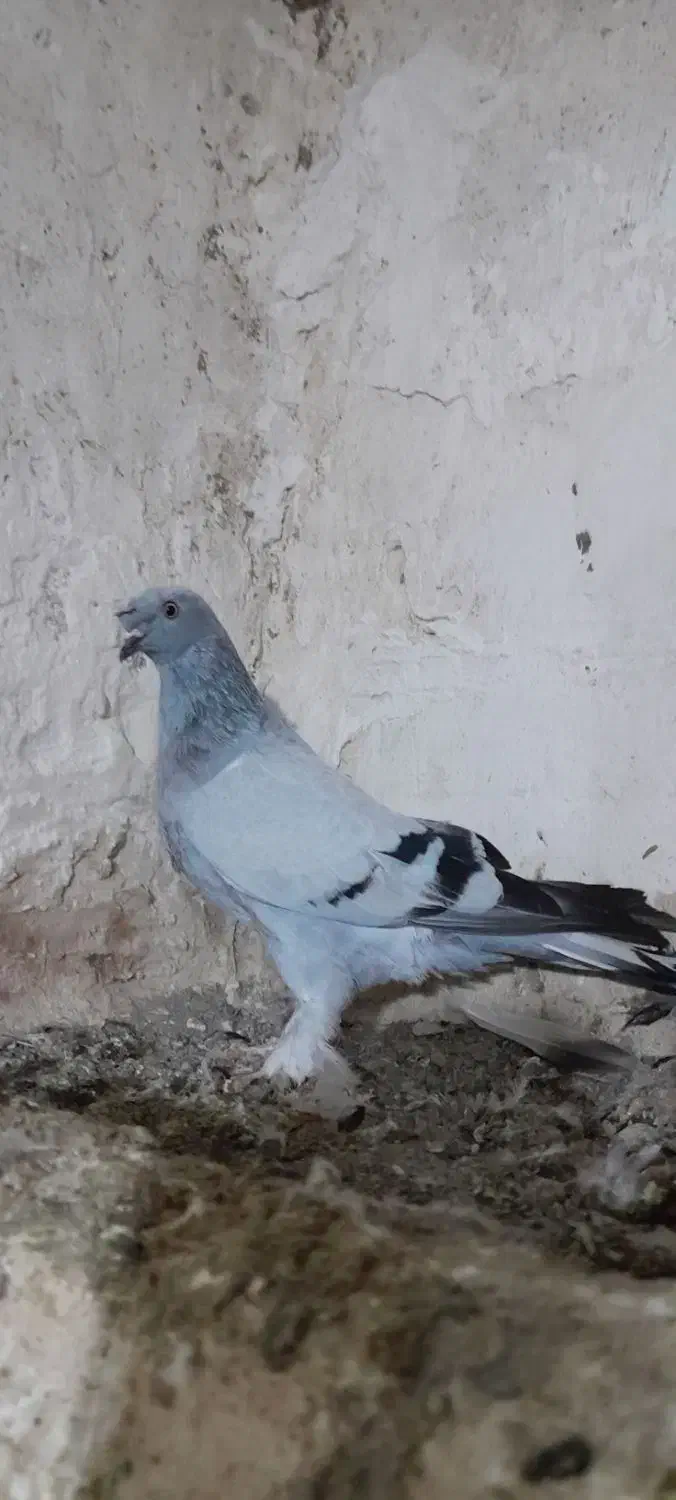 کفتر ترکیه|پرنده|بیله سوار, |دیوار