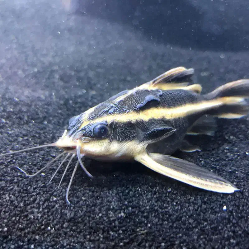 کت فیش رافائل خط دار (خاص)|ماهی|رفسنجان, |دیوار