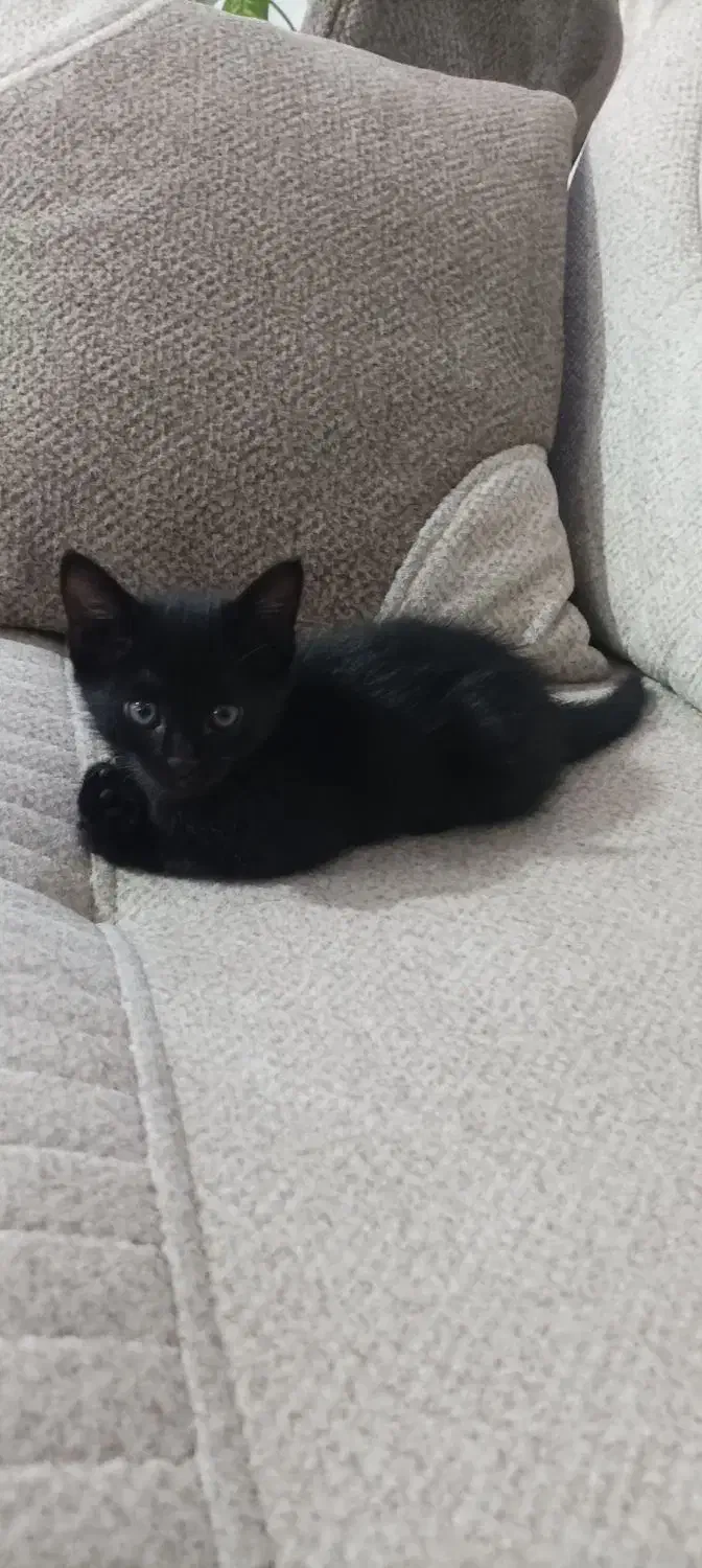 گربه واگزاری|گربه|کهریزک, |دیوار