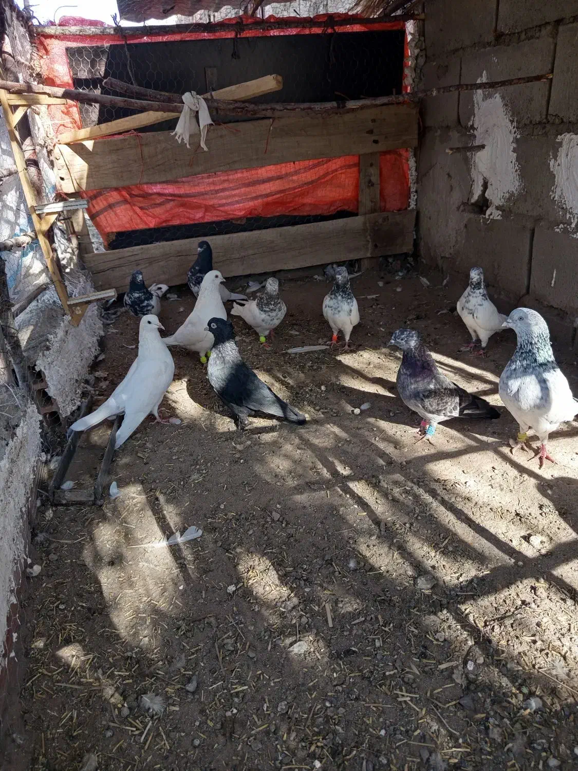 کبوتر بازیکن|پرنده|گنبکی, |دیوار