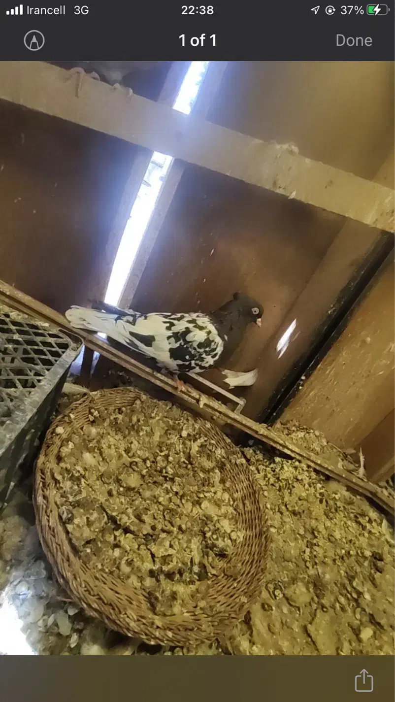 تعدادی کبوتر ناجلد|پرنده|سمنان, |دیوار