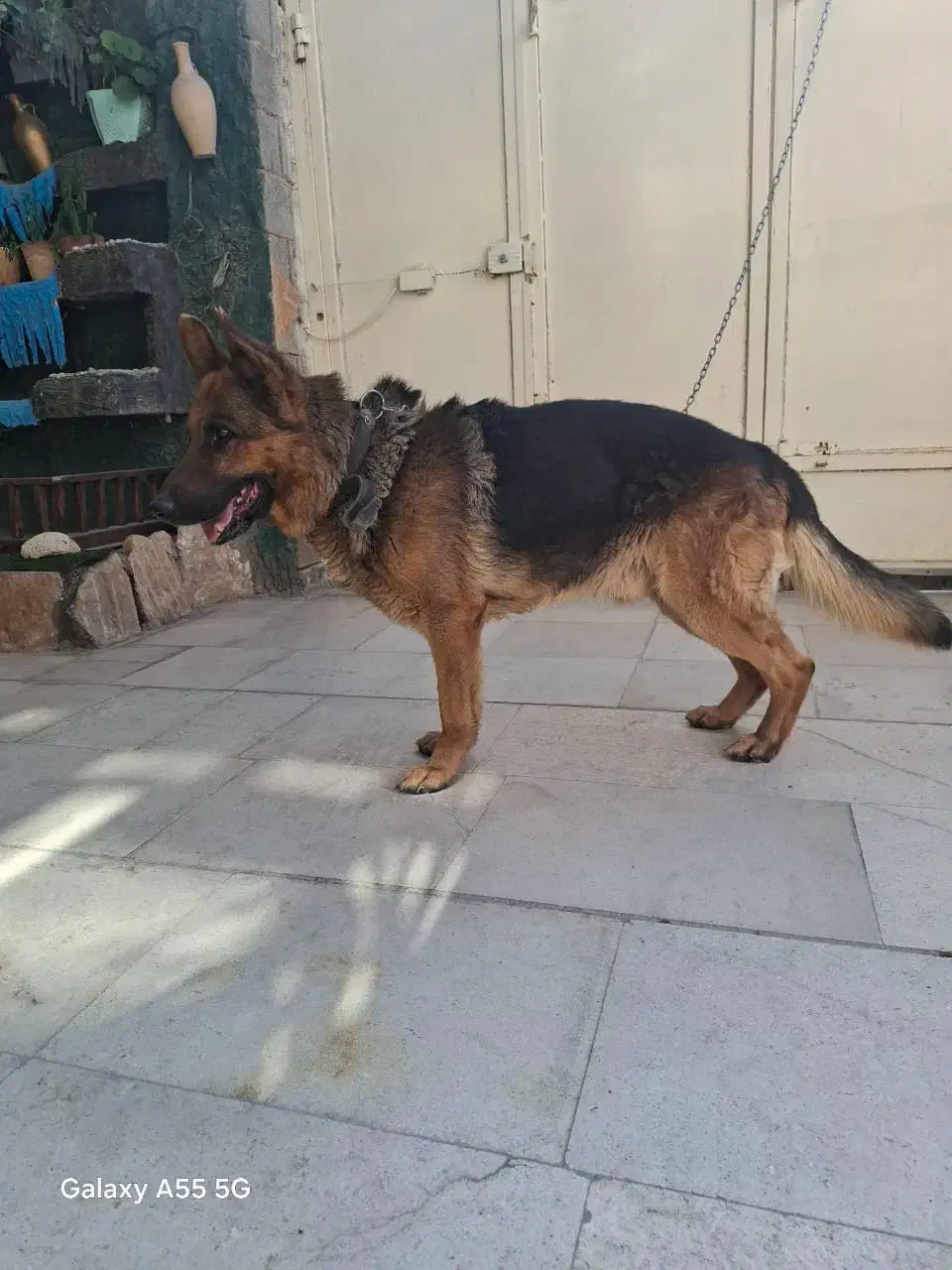 واگذاری سگ ژرمن|سگ|شیراز, بید زرد|دیوار