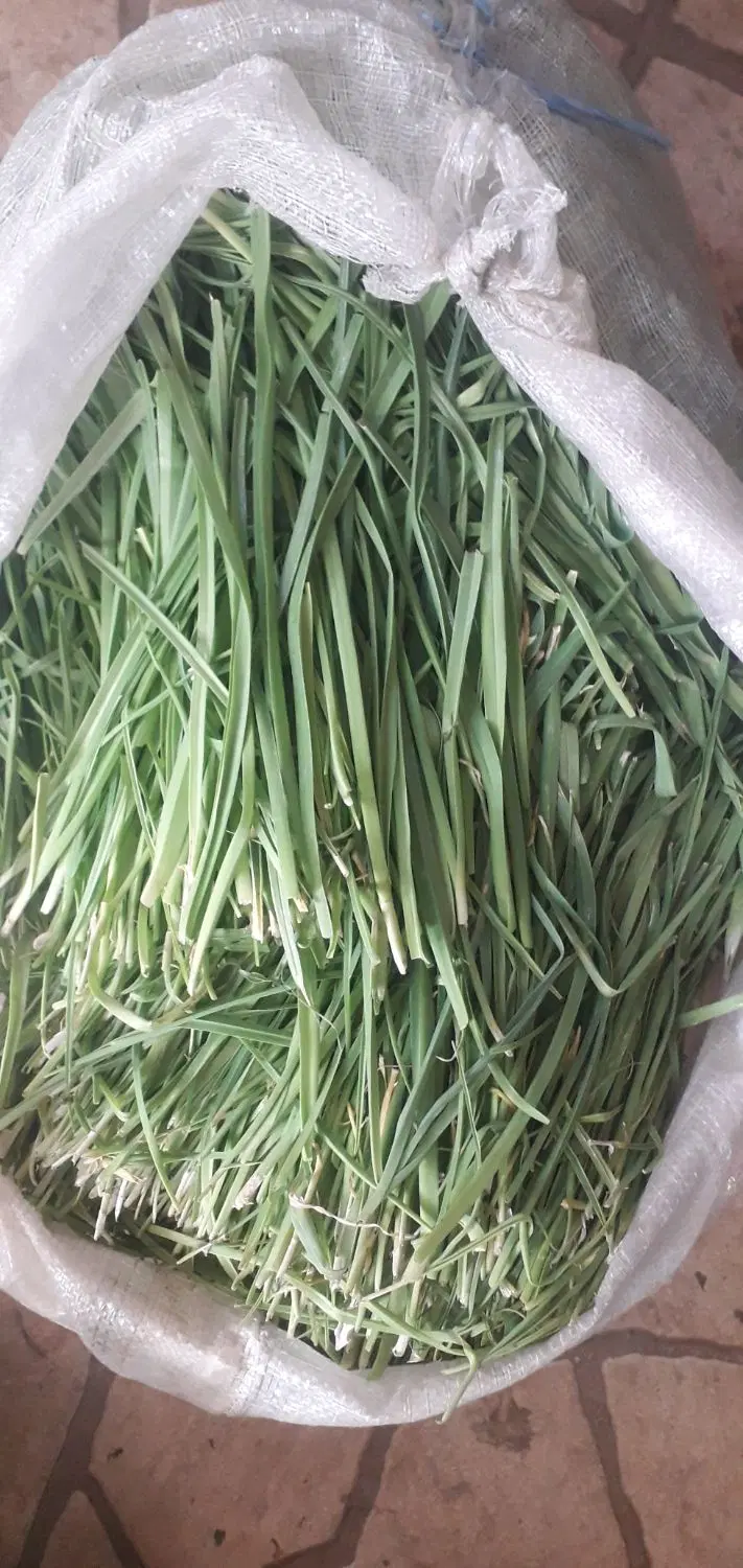 سبزی|خوردنی و آشامیدنی|ارومیه, |دیوار