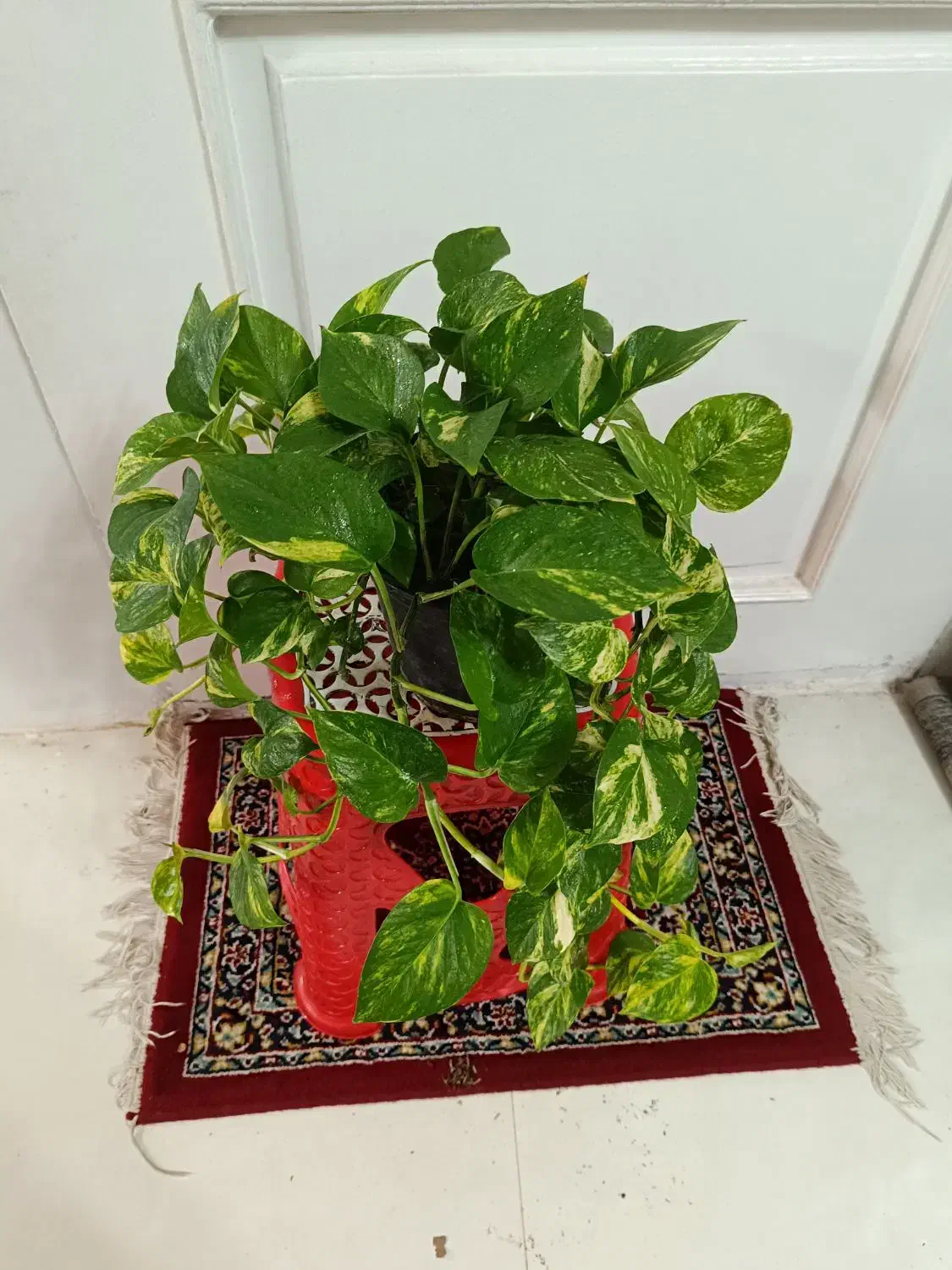 سانسوریا و زامفولیا و انواع گلهای آپارتمانی|گل و گیاه طبیعی|مشهد, قائم|دیوار