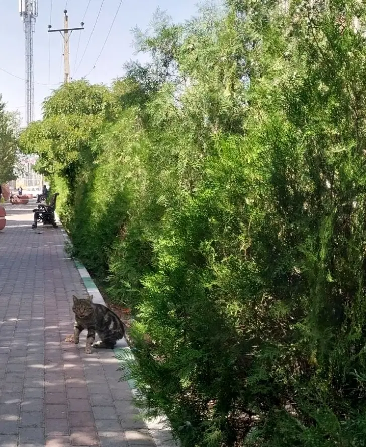 دست گربه|گربه|تبریز, |دیوار