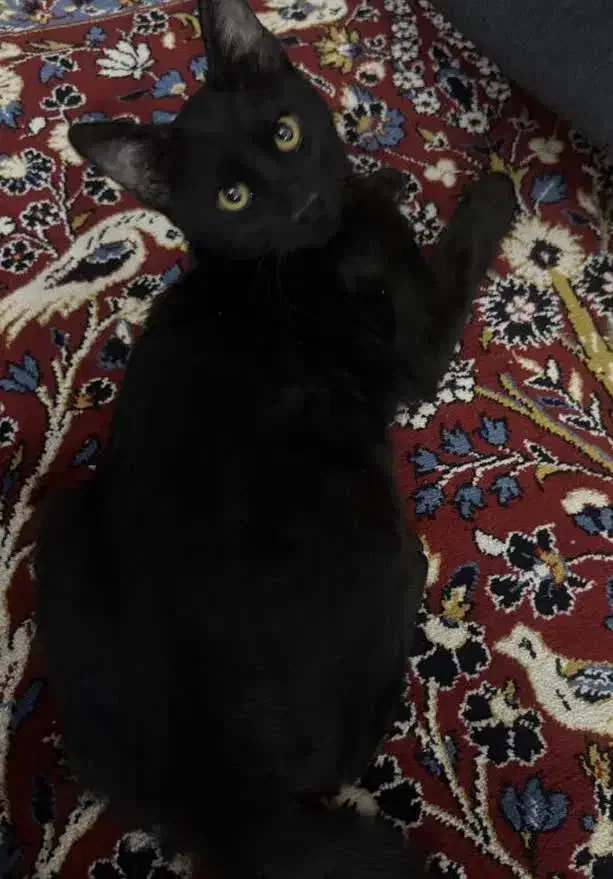 واگذاری رایگان گربه خانگی|گربه|ارومیه, |دیوار