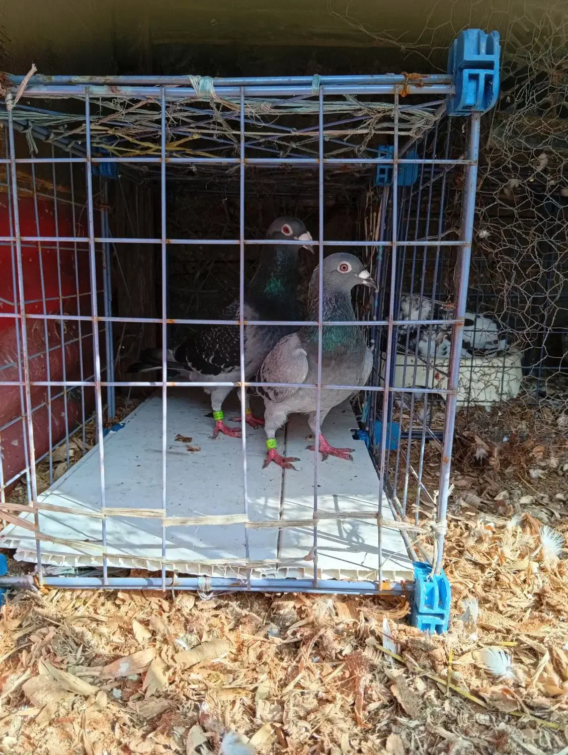 کبوتر پلاکی|پرنده|حویق, |دیوار