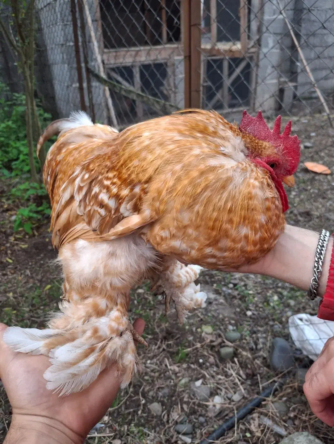 مرغ و خروس کوشین|حیوانات مزرعه|رشت, پاستوریزه|دیوار