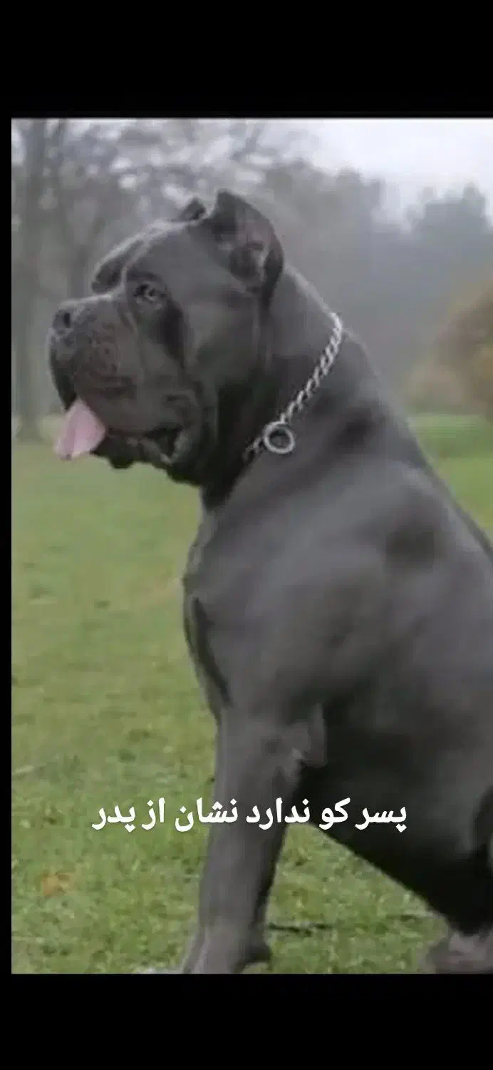 سگ کنکورسو|سگ|چالوس, |دیوار