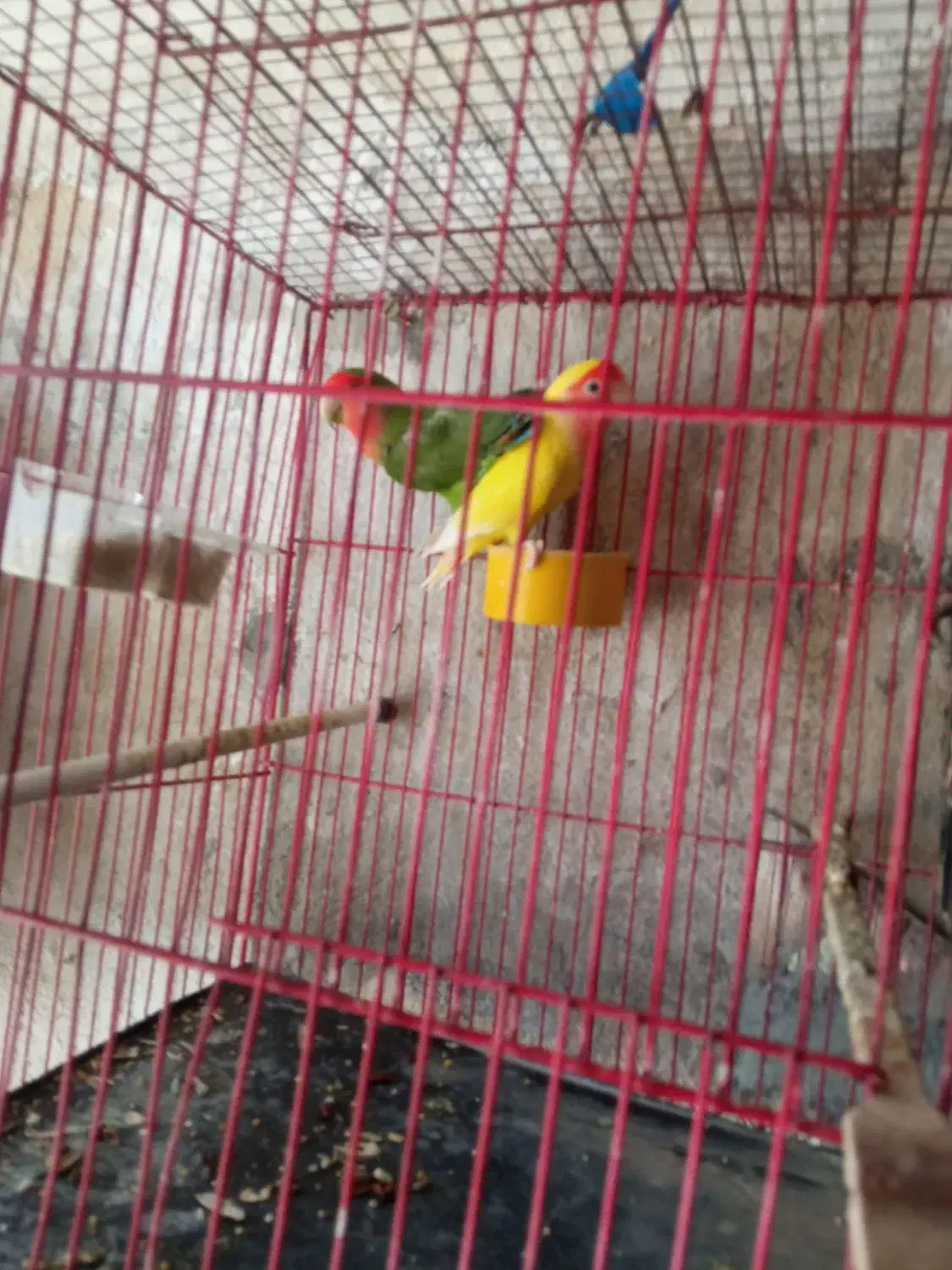 عروس هلندی و طوطی برزیلی|پرنده|بجنورد, |دیوار