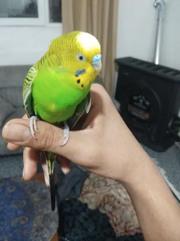 مرغ عشق دستی بالغ با قفس|پرنده|دوگنبدان, |دیوار