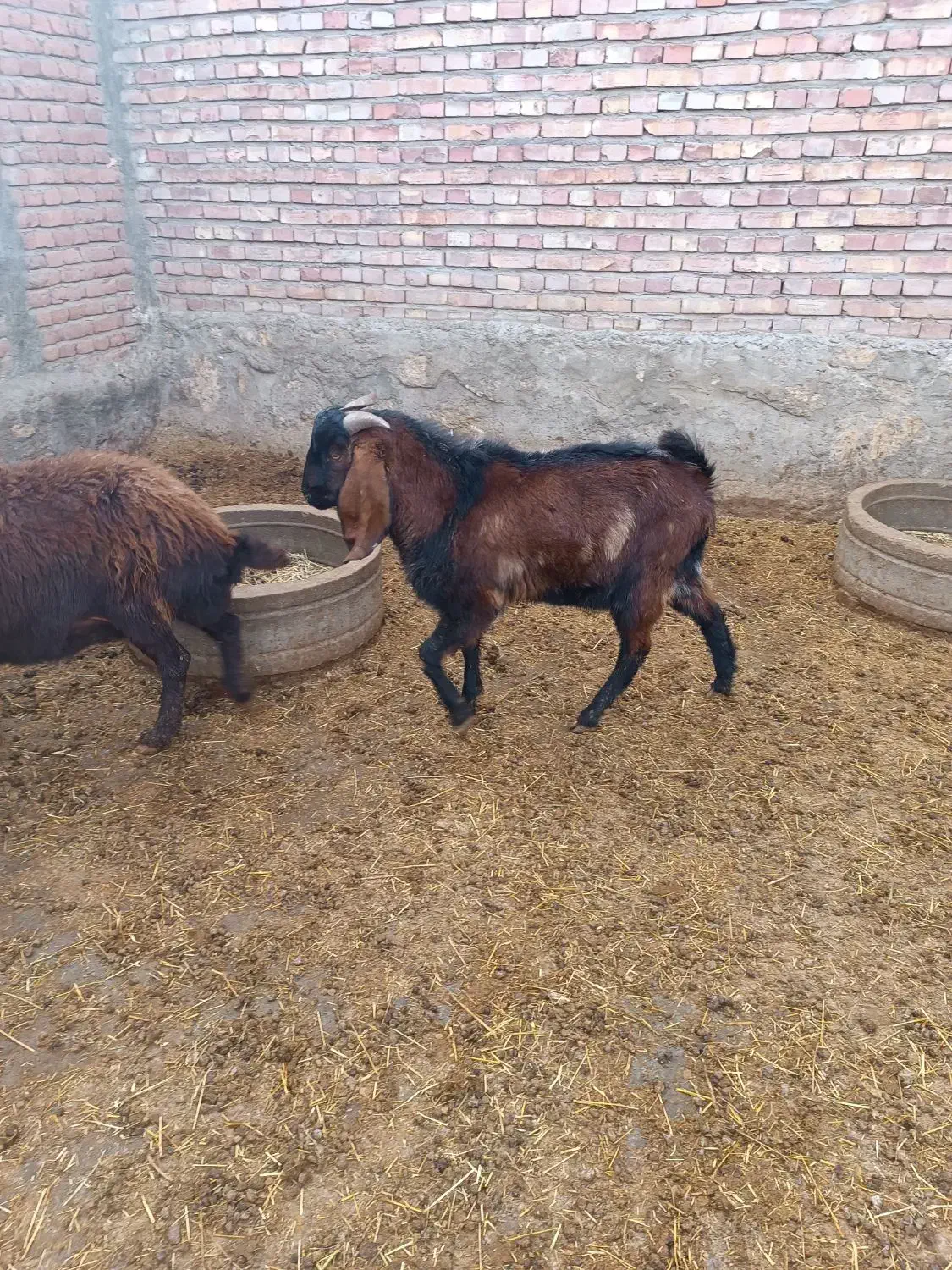 بزغاله نر|حیوانات مزرعه|چهاربرج, |دیوار