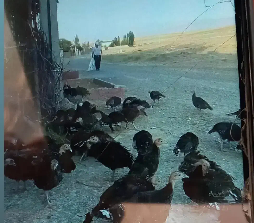 بوقلمو|حیوانات مزرعه|کوراییم, |دیوار