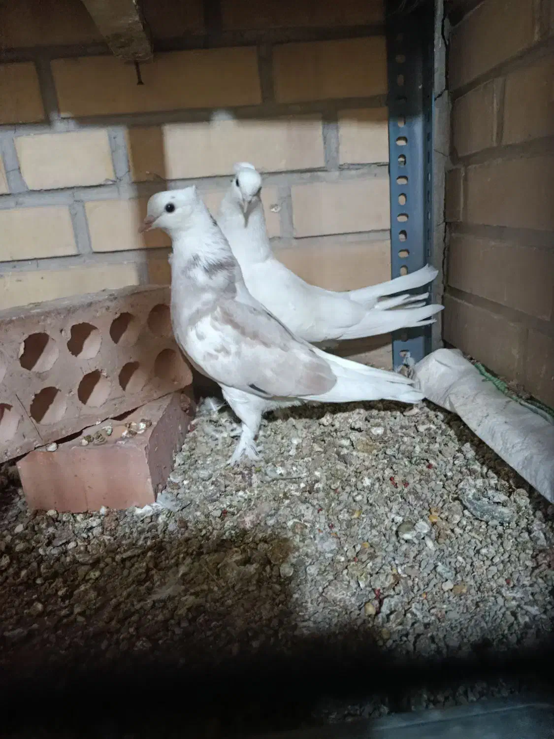 جوجه شازده سرور (سهره) عروس هلندی|پرنده|اسلامشهر, صادقیه|دیوار